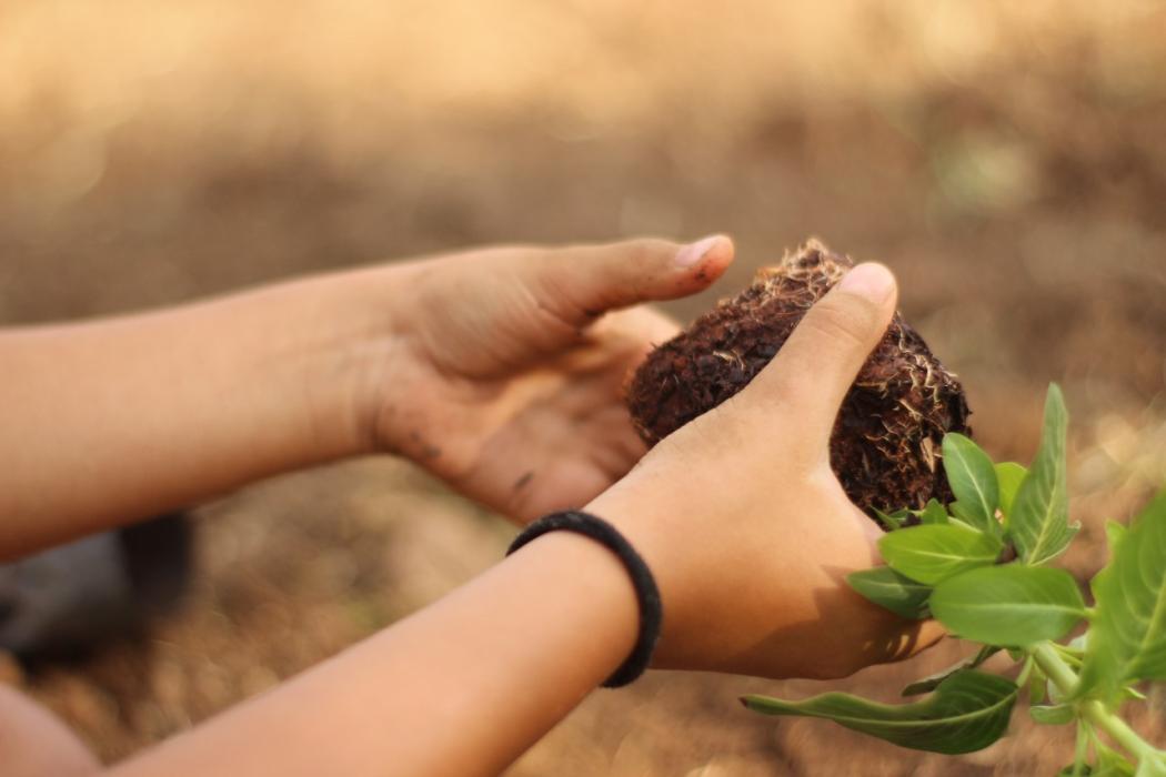 As escolas irão participar do concurso do jardim mais ornamentado