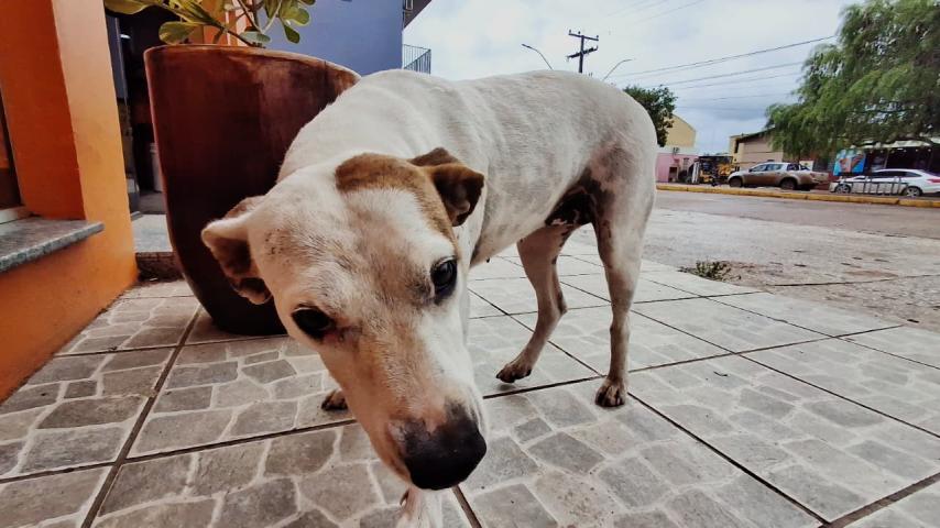 Animais de rua também serão castrados